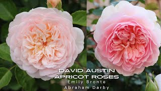 David Austin Apricot Roses Emily Bronte and Abraham Darby [upl. by Venditti]