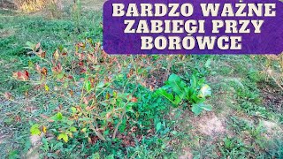 Jak zadbać o borówkę we wrześniu co zrobić przy borówce jesienią [upl. by Cower]