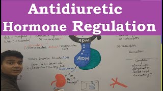 Antidiuretic Hormone ADH  Function of ADH  Regulation of ADH  Endocrine System  NEET biology [upl. by Nahraf844]