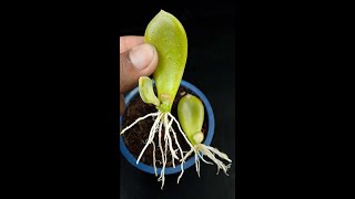 Grow succulents from leavesviralvideoシ composite indoorplants Flowers highlights [upl. by Chilt319]