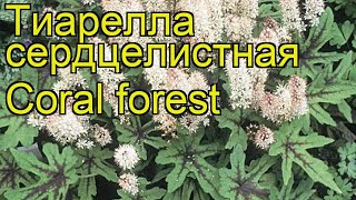 Тиарелла сердцелистная Корал форест Краткий обзор описание tiarella cordyfolia Coral forest [upl. by Okier]