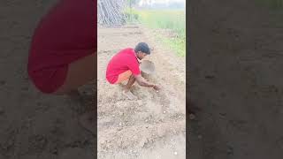 कैसे आलू लगाया जाता है sho shortvideo funnyshorts viralvideo DJ wala Babu [upl. by Aviv]