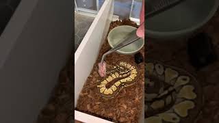 baby ball python first feed [upl. by Barta187]