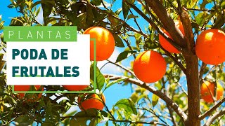 Cómo podar un árbol frutal herramientas y consejos  Jardín en VERDECORA [upl. by Portugal769]