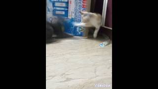 Kitten ne Cat ko Maar Bhagayafight Sani Yousuf youtubeshorts catsloversworld kitten [upl. by Arlo]