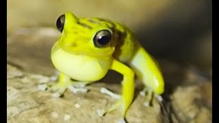 Haitian Yellow cave frog Eleutherodactylus counouspeus [upl. by Conney800]