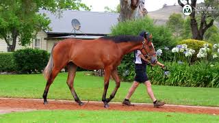 LOT 1033  TAGALOA x ALL SALSA FILLY [upl. by Ennasor281]