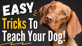 10 Impressive and Easy Dog Tricks to Teach Your Dog  They are Easier than you think [upl. by Sumerlin121]