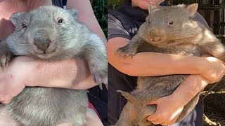 Wombat is the cutest animal in the world that you need to know 29 [upl. by Sladen]