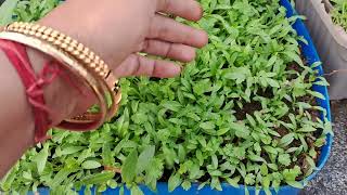 oleanderdhaniya ka update organic meenasgardan 😋😊🌿🌿 [upl. by Yetty]