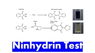 Ninhydrin Test  Introduction Principle of Ninhydrin Test Application in Protein Chemistry [upl. by Hadlee]