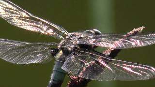 Libellen und ein müder Käfer im Jungfernheidepark  Berlin [upl. by Peppie509]