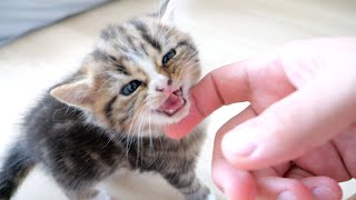 Three kittens are talking with cute meows [upl. by Joshi]