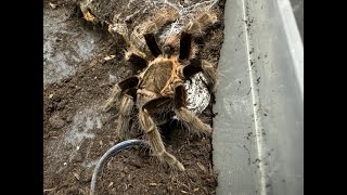 Tliltocatl vagans  Mexican Red Rump egg sac removal [upl. by Deth]