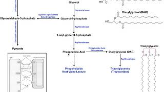 Lipid Biosynthesis  Biosynthesis of Phosphatidic Acid and Triacylglycerols [upl. by Guevara451]