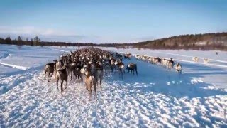 The Sámi People  Reindeer Herders [upl. by Trela]