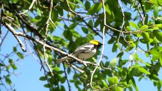 Golden Cheeked Warbler Singing [upl. by Zita77]