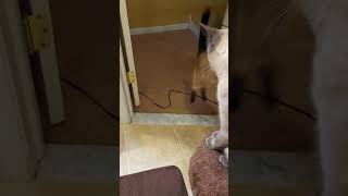 Siamese Cats Meowing for 29 Seconds [upl. by Nomyt]