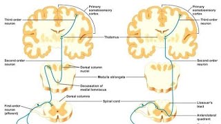 Somatosensory Pathway  CNS  Physiology [upl. by Ennoitna783]