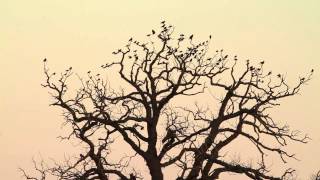 Mixed flock of rooks and jackdaws in a preroost [upl. by Oreste173]