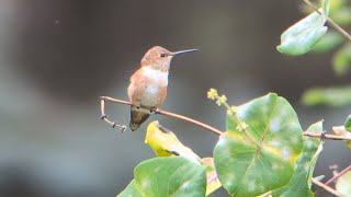 Rufous Hummingbird  Anoka County MN  Nov 2024 [upl. by Gereld]