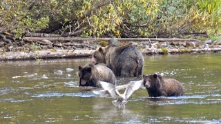 NO WONDER THE CUBS GROW FAST  Saw The Same Family Of Grizzly Bear On The Same River Fishing [upl. by Omolhs]