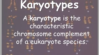 Karyotypes [upl. by Rimidalv670]