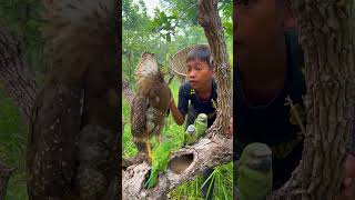 Beautiful parrot gray eagle part02bird eagle animals love parrot beautiful nature 🦅🦅🦜🦜 [upl. by Afatsuom]