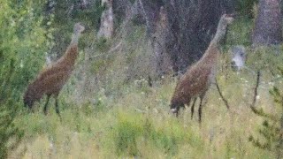 Sandhill Cranes [upl. by Asseralc]