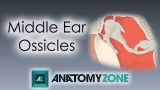 Ossicles of the Middle Ear  Anatomy Tutorial [upl. by Arykat108]