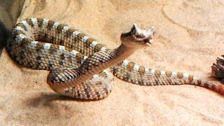 Sidewinder Rattlesnake Crotalus cerastes FEEDING [upl. by Eniamor855]