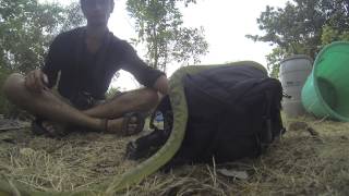 Trimeresurus gramineus [upl. by Sheaff180]