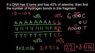 DNA how to solve genetics problems [upl. by Nrol]