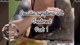 Coccidia Symptoms and Treatment for Chicks [upl. by Gonzalo]