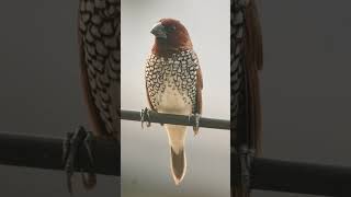 🐥•³⁸ Scalybreasted Munia Lonchura punctulata in Waxbill Munia Family Estrildidae [upl. by Nuyh929]