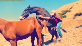 a big horse mating process full HD video performance [upl. by Alec463]