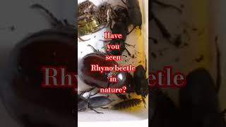 HAVE YOU EVER SEEN 🐞RHYNO BEETLE IN NATURE Do You Like Beetles Do You Collect Beetles Entomology [upl. by Aube]