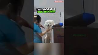 When he sees his owner 🥹❤️ cute dog viral shorts [upl. by Kwei]