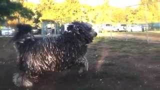 Cute dog video Bergamasco Shepherd Sheepdog with Dreadlocks [upl. by Biegel]