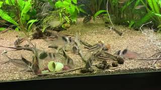 Corydoras Loricariaamp Otocinclus feeding Tubifex amp KelpSticks [upl. by Tabbi]