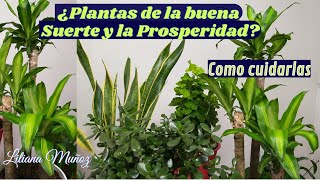 ¿PLANTAS DE LA BUENA SUERTE Y LA PROSPERIDAD Como cuidarlas  Liliana Muñoz [upl. by Yalahs535]