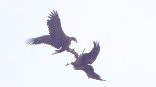 Biesbosch  Fly like an eagle [upl. by Dnomder752]