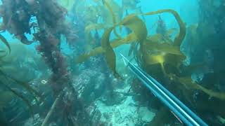 Spearfishing Cornwall UK  Talland Bay Spider Crab Competition [upl. by Ahsilac495]