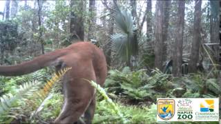 Florida panther gets VERY close to wildlife cam [upl. by Mik]