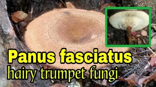 Panus fasciatus aka hairy trumpet fungi [upl. by Bough]