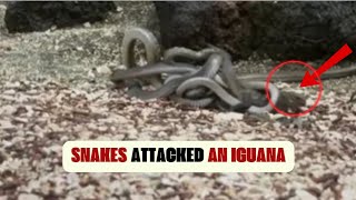 Snakes Attacked An Iguana [upl. by Niwde]