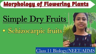 Fruits  Simple Dry Schizocarpic Fruits Morphology of Flowering PlantsClass 11 BiologyNEETAIIMS [upl. by Haveman]