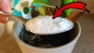 See What Happens When You Add Epsom Salt to Your Plants 😳🪴🧂 [upl. by Harak]