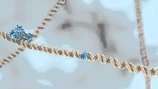 Restriction Enzymes [upl. by Savick628]