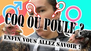 Poule ou Coq  Je vous dit tout pour les différencier [upl. by Norse]